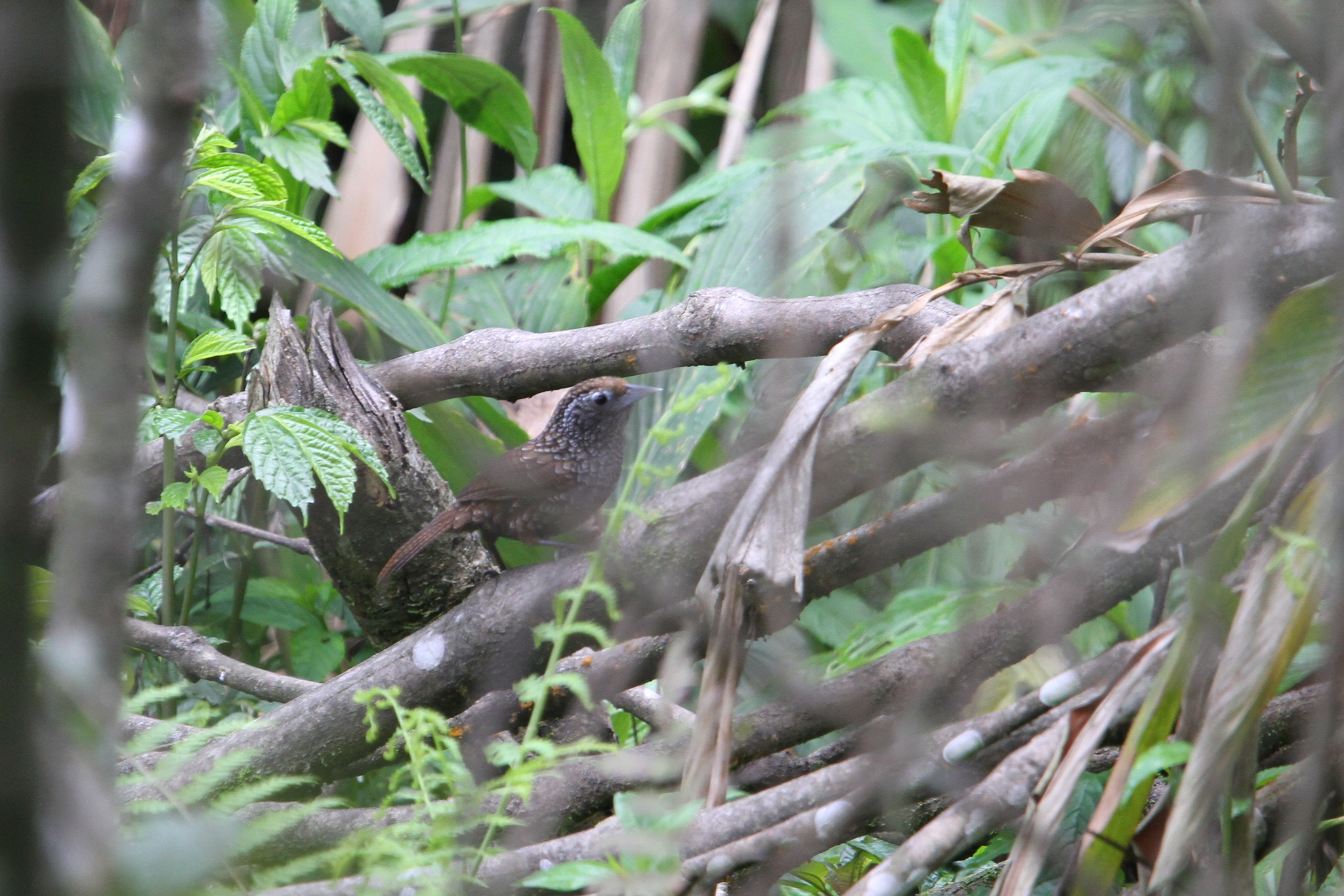 Cachar Wedge-billed Babbler