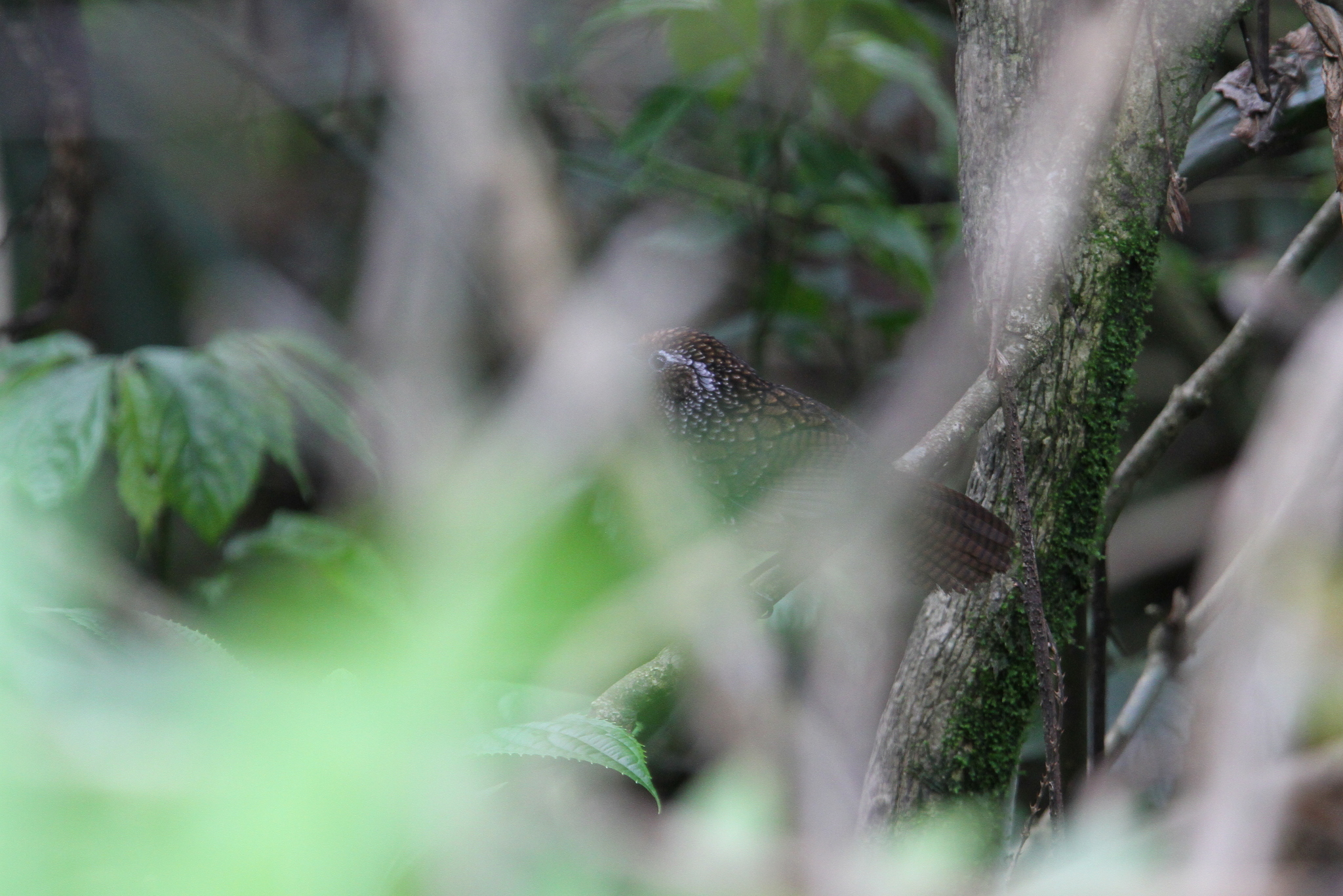 Cachar Wedge-billed Babbler