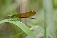 Calopteryx aequabilis