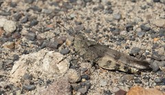 Spharagemon saxatile