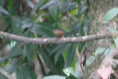 Pnoepyga pusilla