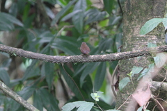 Pnoepyga pusilla