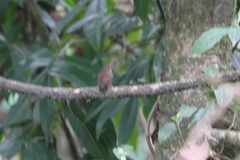 Pnoepyga pusilla