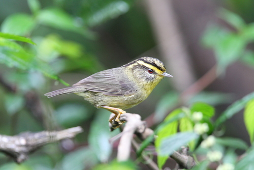 Yellow-throated Fulvetta (Schoeniparus cinereus), photo 6
