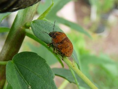 Orsilochides stictica