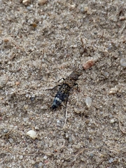 Ontholestes murinus