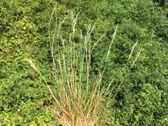 Festuca saximontana purpusiana