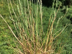 Festuca saximontana purpusiana