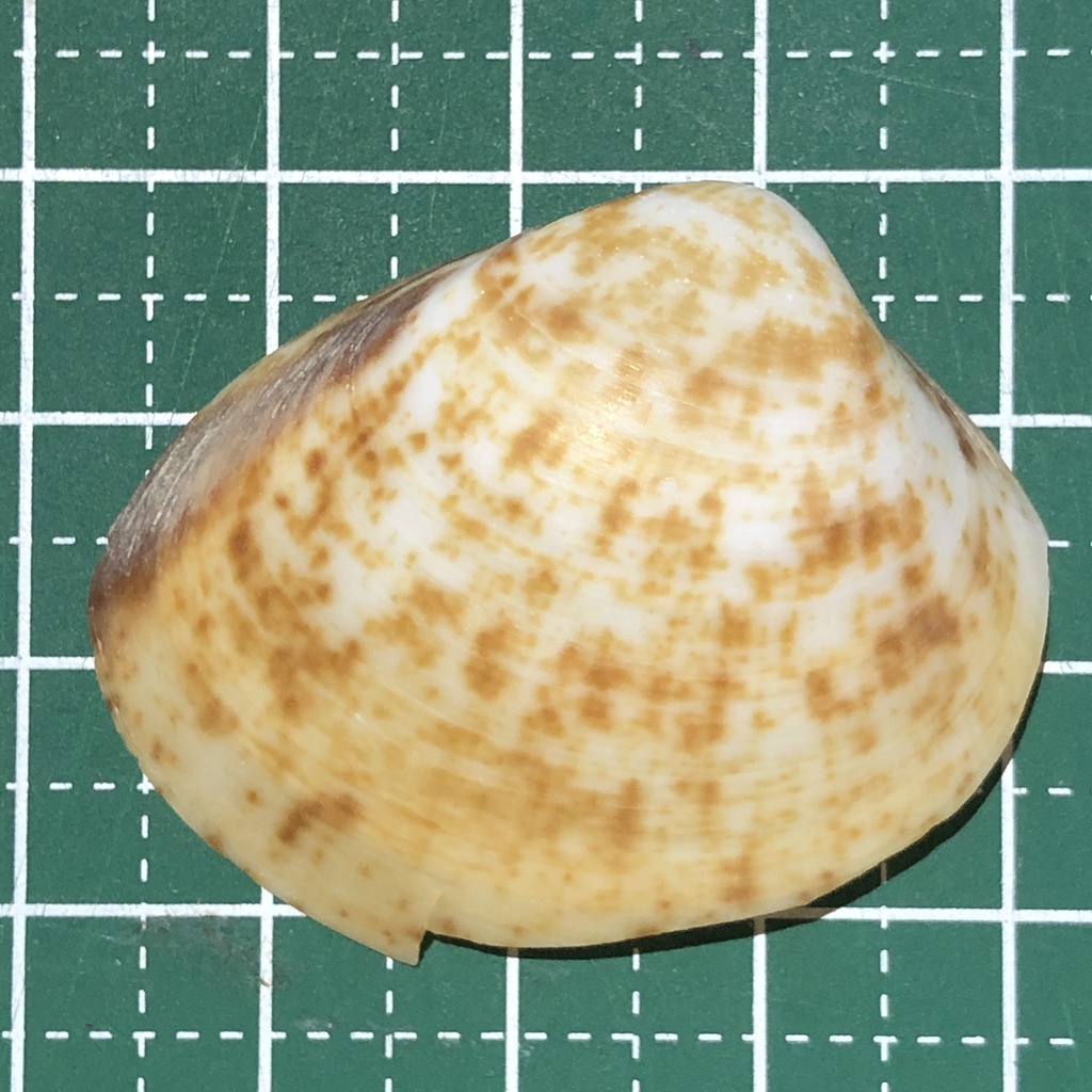 Mactra maculata