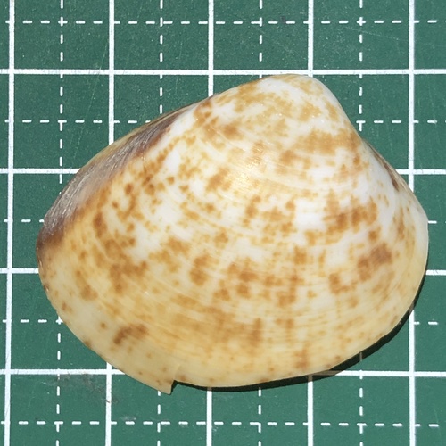 Mactra maculata