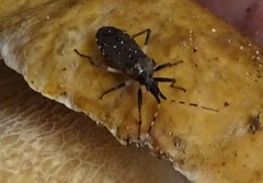 Dicranocephalus albipes