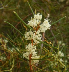 Hakea rugosa