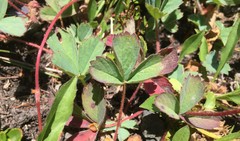 Fragaria virginiana glauca
