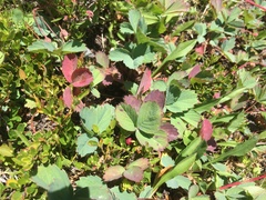 Fragaria virginiana glauca