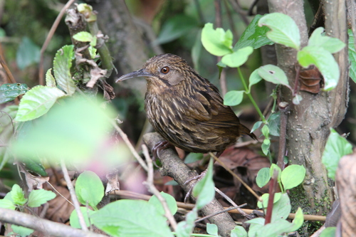 Long-billed Wren-Babbler (Napothera malacoptila), photo 2
