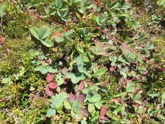 Fragaria virginiana glauca