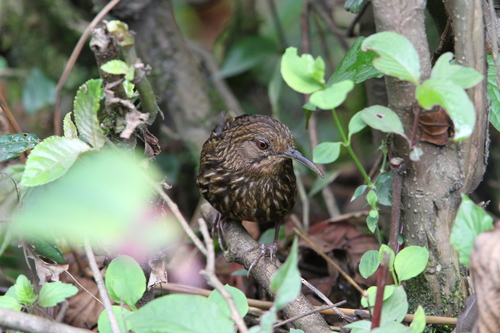 Turdinule à long bec (Napothera malacoptila)