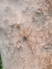 Hersilia striata