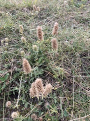 Sideritis hyssopifolia