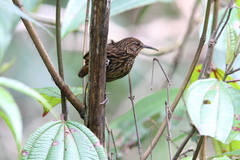 Napothera malacoptila