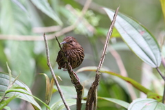 Napothera malacoptila