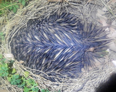 Tachyglossus aculeatus acanthion