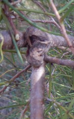 Hakea rugosa