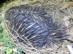 Tachyglossus aculeatus acanthion