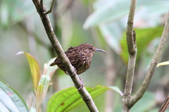 Napothera malacoptila