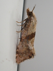 Cochylidia implicitana