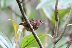 Napothera malacoptila