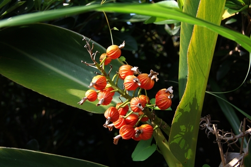 Alpinia koshunensis, photograph 3