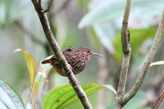 Napothera malacoptila