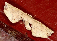 Oenochrominae
