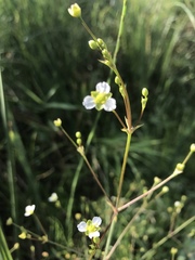 Alisma triviale