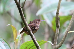 Napothera malacoptila