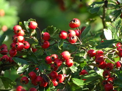 Crataegus