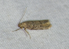 Chionodes pereyra