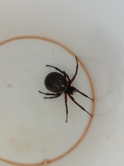 Steatoda nobilis