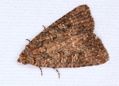 Hypoperigea tonsa