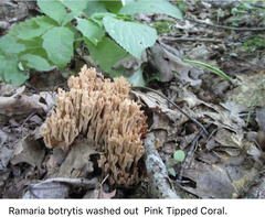 Ramaria botrytis