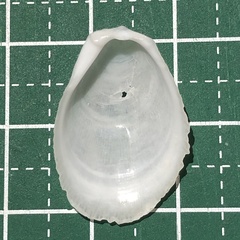 Ctenoides lischkei