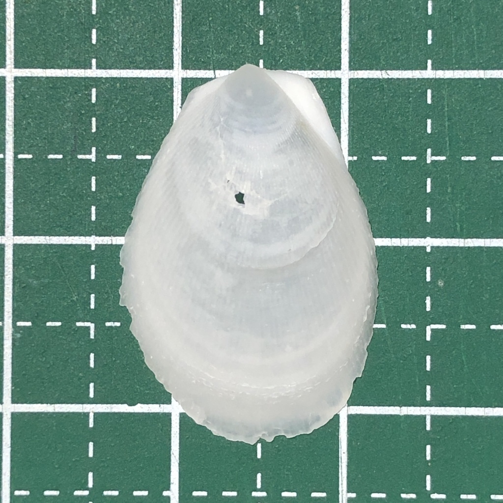Ctenoides lischkei