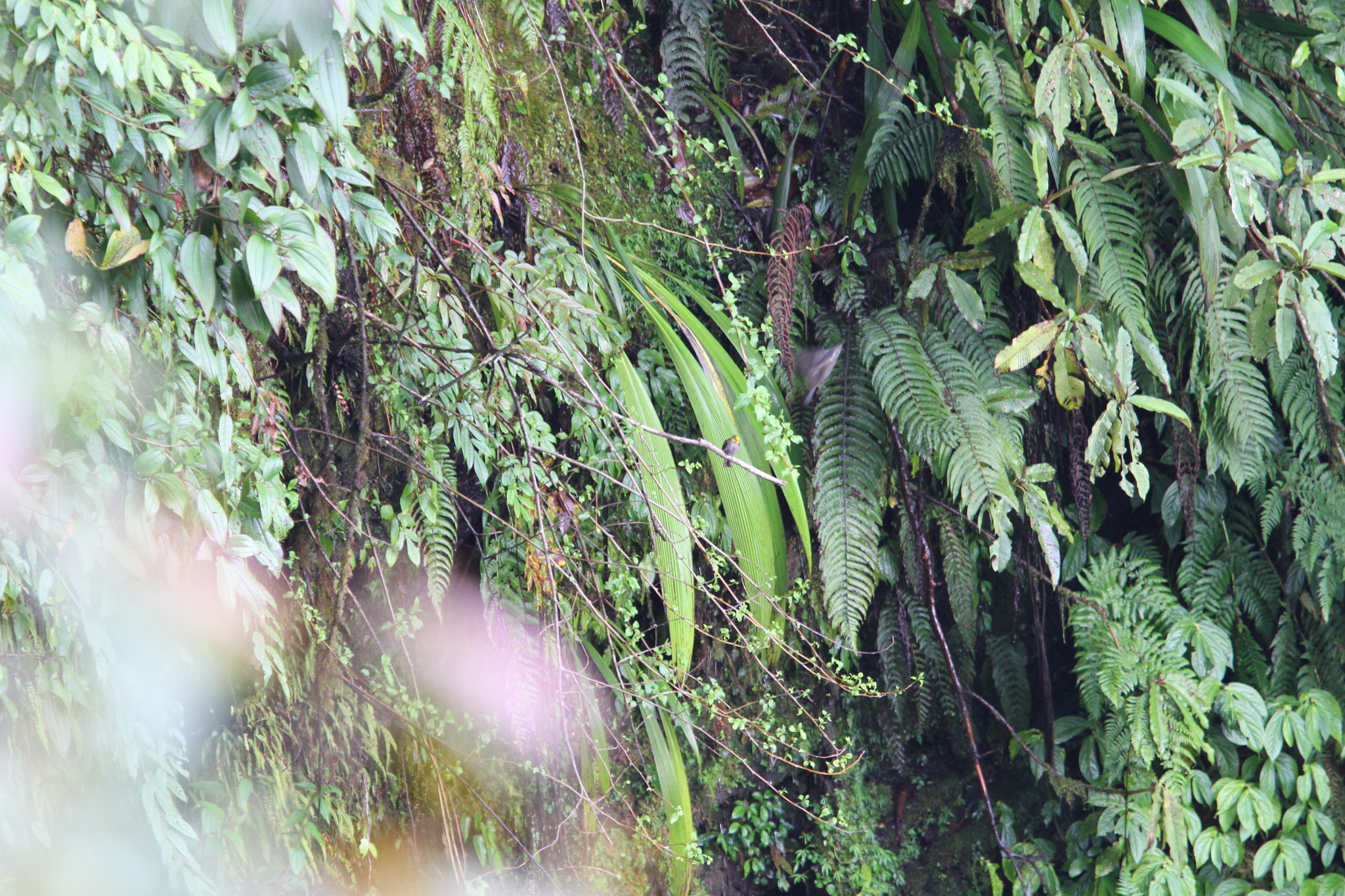 Yellow-rumped Honeyguide