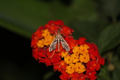 Lineodes elcodes