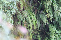 Indicator xanthonotus