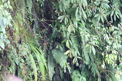 Indicator xanthonotus