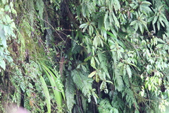 Indicator xanthonotus