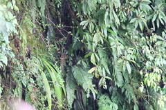 Indicator xanthonotus