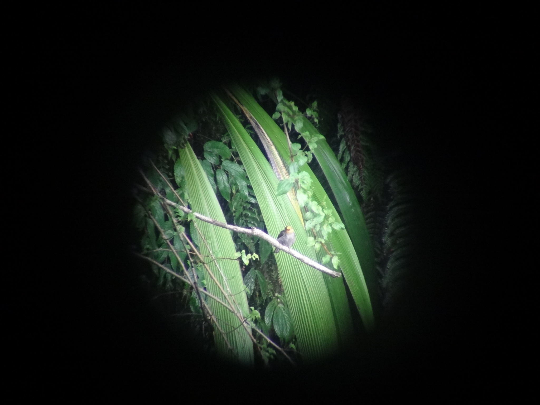 Yellow-rumped Honeyguide